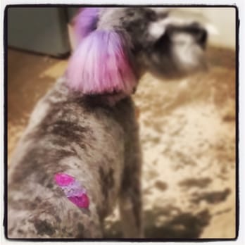 4 Paws Grooming Salon - A little color and glitter Easter egg pet friendly tattoo - Pet Services Near Me - Brandon, Mississippi 4 Paws Grooming Salon - A little color and glitter Easter egg pet friendly tattoo - Pet Services Near Me - Brandon, Mississippi