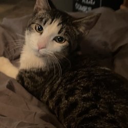Second Chance Rescue - Our baby Mouse!