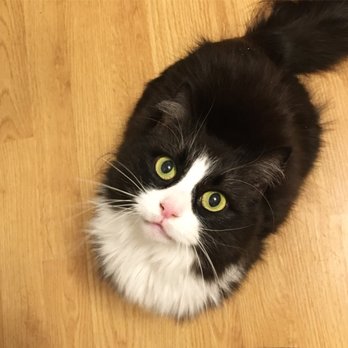 Park Slope Kitty Sitter - Pet Sitting Near Me - Brooklyn, New York Park Slope Kitty Sitter - Pet Sitting Near Me - Brooklyn, New York