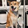 Dog's Bollocks Mobile Pet Grooming