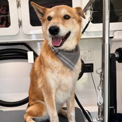 Dog's Bollocks Mobile Pet Grooming - Ready for fun!
