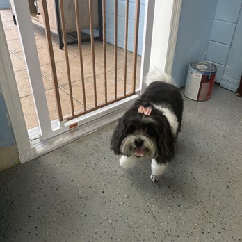 Lissy’s Pet Creations - Pet Groomers Near Me - Twn N Cntry, Florida Lissy’s Pet Creations - Pet Groomers Near Me - Twn N Cntry, Florida