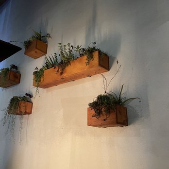Lama Dog Tap Room - Restaurant decor, ( cool plants and lighting) - Beer, Wine & Spirits Near Me - Santa Barbara, California Lama Dog Tap Room - Restaurant decor, ( cool plants and lighting) - Beer, Wine & Spirits Near Me - Santa Barbara, California