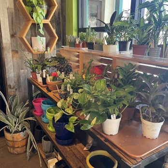 The Feedery Restaurant - Cute plant selection in the market - Coffee & Tea Near Me - Englewood, Colorado The Feedery Restaurant - Cute plant selection in the market - Coffee & Tea Near Me - Englewood, Colorado