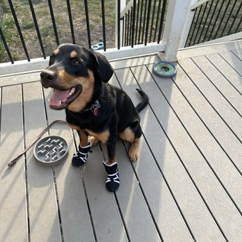 Precision Dog Training Academy - Pet Training Near Me - Shawnee, Kansas