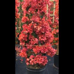 Coleman's Nurseries