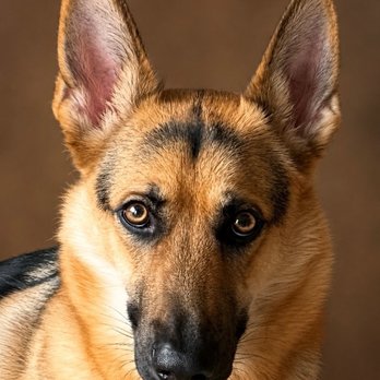 Dominant Dogs Training - First days, fear, worry - Pet Training Near Me Dominant Dogs Training - First days, fear, worry - Pet Training Near Me