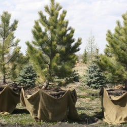 For Trees Company - Native Trees & Shrubs for sale
