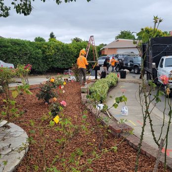 Moreno Tree Service - Tree Services Near Me Moreno Tree Service - Tree Services Near Me