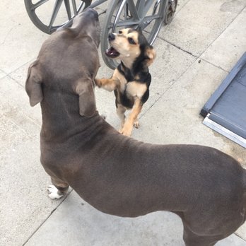 Pupz N Palz Rescue - Home - Animal Shelters Near Me - Modesto, California Pupz N Palz Rescue - Home - Animal Shelters Near Me - Modesto, California