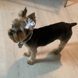 Our little Heike after today's spa day at Rain Dogs. Great grooming.