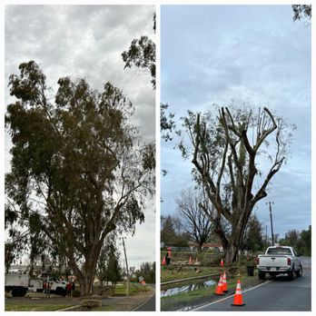 Ortiz B Tree Service - Tree Services Near Me Ortiz B Tree Service - Tree Services Near Me