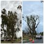 Photo of Ortiz B Tree Service