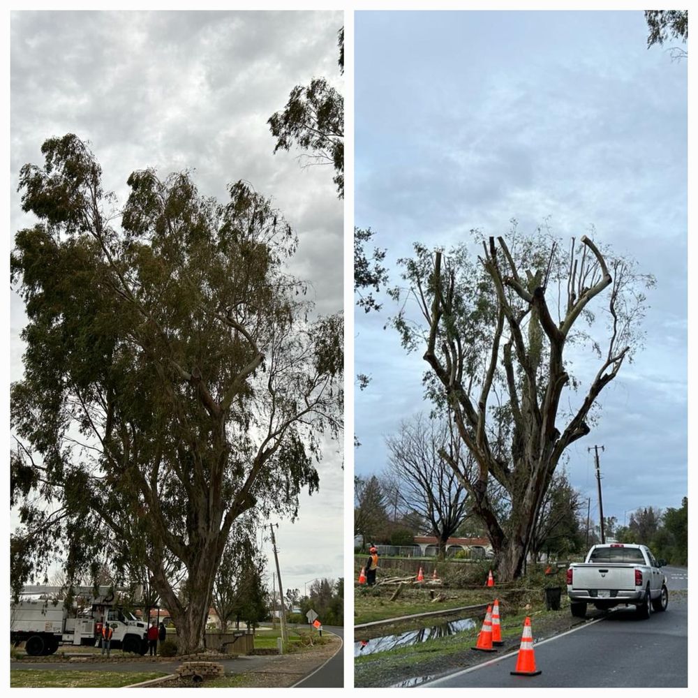 Ortiz B Tree Service - tree service in Sacramento, CA