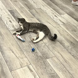 Rosie’s Kitty Catfe