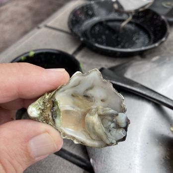 Barbacoa Grill - Very micro sized oyster. 6= $24 - Steakhouses Near Me - Boise, Idaho Barbacoa Grill - Very micro sized oyster. 6= $24 - Steakhouses Near Me - Boise, Idaho