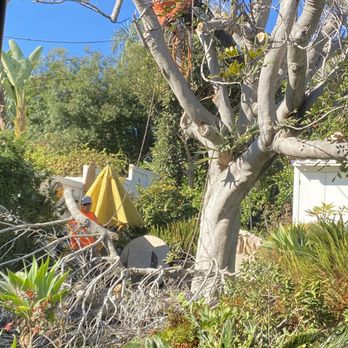 Joel's Tree Service - They had ropes and they knew what they were doing - Tree Services Near Me