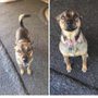 Photo of Doggieritaville Resort & Daycare
