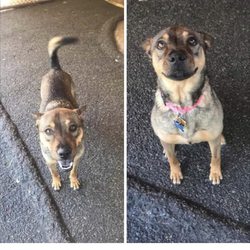 Doggieritaville Resort & Daycare