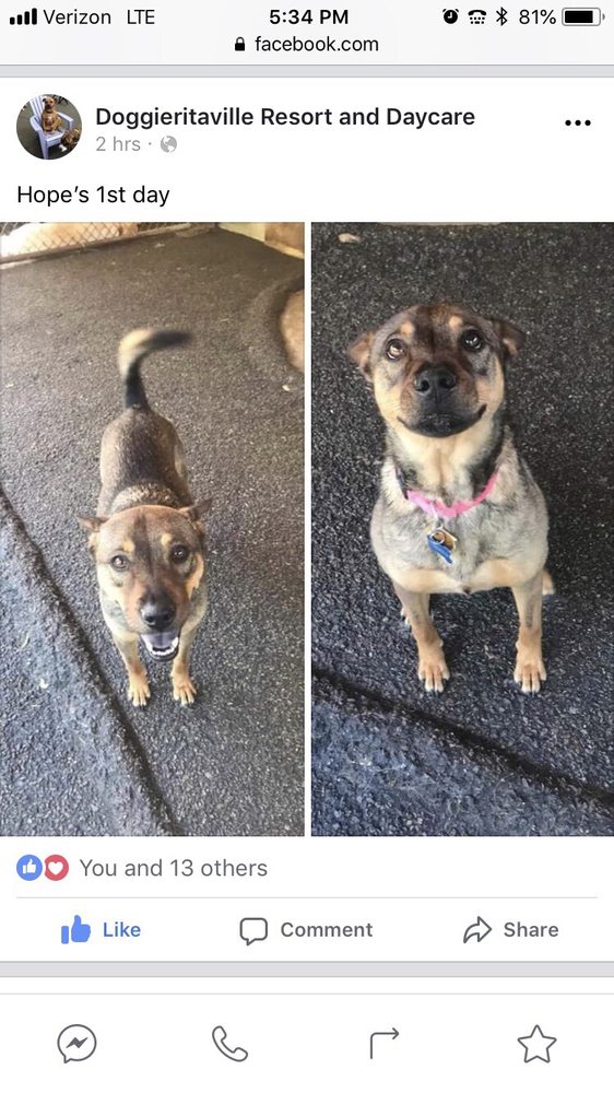 DOGGIERITAVILLE RESORT & DAYCARE Updated June 2024 40 Reviews