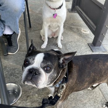 Elite Experience: Postino Del Mar - Riley dog - Yelp Events Near Me - San Diego, California Elite Experience: Postino Del Mar - Riley dog - Yelp Events Near Me - San Diego, California