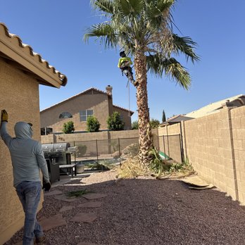 AC Tree Services - Tree Services Near Me AC Tree Services - Tree Services Near Me