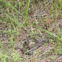 Herman Vogler Conservation Area - Water snake