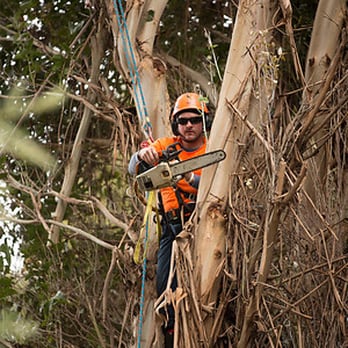 Signature Tree Service - This tree guy knew his stuff start to finish. He was like a monkey! Although I noticed he wasn't under-cautious (lol). - Tree Services Near Me - Vacaville, California Signature Tree Service - This tree guy knew his stuff start to finish. He was like a monkey! Although I noticed he wasn't under-cautious (lol). - Tree Services Near Me - Vacaville, California