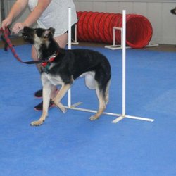 River Run Dog Training - My GSD's first agility class at Riverrun!