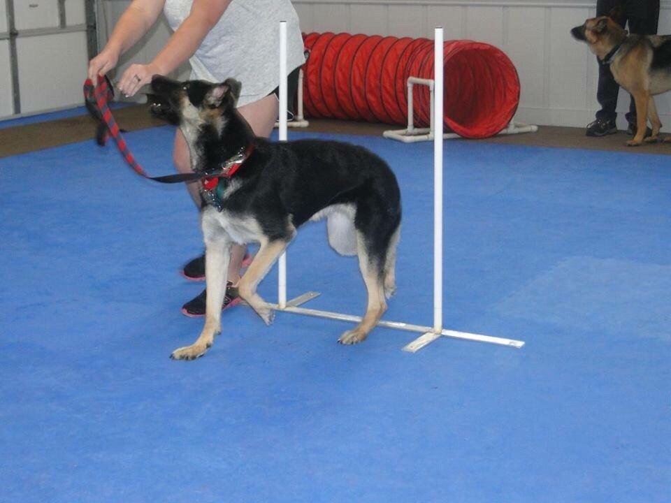 River Run Dog Training Image