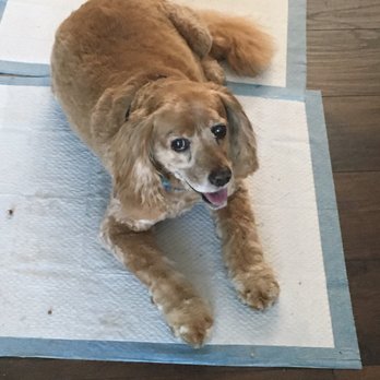 Serenity Pet Spaw - And calm! No stress from getting his hair cut! - Pet Groomers Near Me - San Diego, California