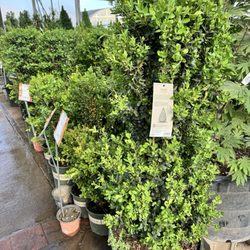 TLC Garden Centers