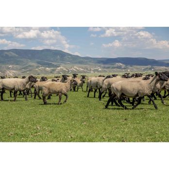 CAA Market - a herd of sheep in a field - Farmers Market Near Me - Steamboat Springs, Colorado CAA Market - a herd of sheep in a field - Farmers Market Near Me - Steamboat Springs, Colorado