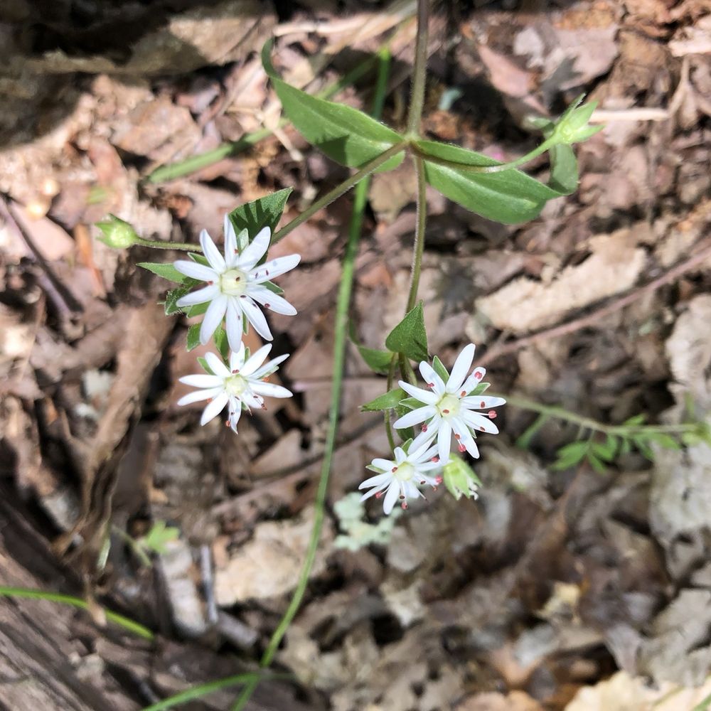 Morgan-Monroe State Forest - More flowers - Hiking Near Me - Martinsville, Indiana Morgan-Monroe State Forest - More flowers - Hiking Near Me - Martinsville, Indiana