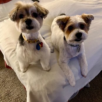 Zee's Dog Grooming - Louisa and petey - Pet Groomers Near Me Zee's Dog Grooming - Louisa and petey - Pet Groomers Near Me