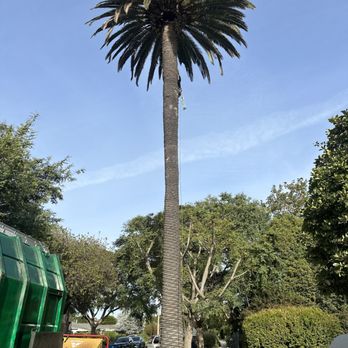 Chavez Tree Care - Tree Services Near Me Chavez Tree Care - Tree Services Near Me