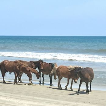 Corolla Wild Horse Tours - Tours Near Me - Corolla, North Carolina