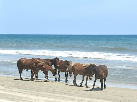 Corolla Wild Horse Tours by null