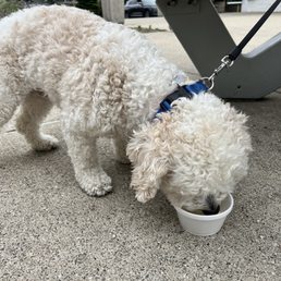Pup cup Pup cup