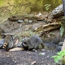 Northwest Trek Wildlife Park - Raccoon