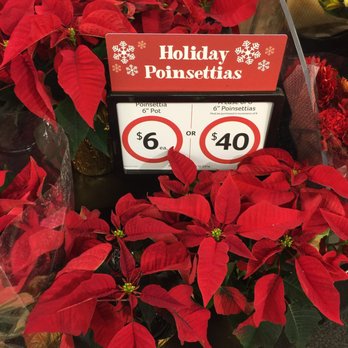 Winn-Dixie - a poinsettia plant with a price sign - Grocery Near Me - Ruskin, Florida Winn-Dixie - a poinsettia plant with a price sign - Grocery Near Me - Ruskin, Florida