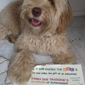 Karma Dog Training - Graduate Simba - Dog Walkers Near Me - Anaheim, California