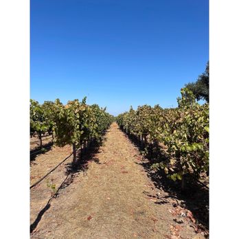 Bent Creek Winery - A shot of the vineyard! - Wineries Near Me - Livermore, California Bent Creek Winery - A shot of the vineyard! - Wineries Near Me - Livermore, California