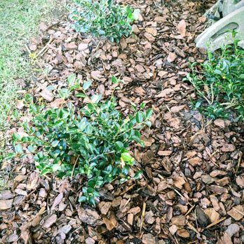 Eden Landscaping - Low growing early blooming sasanqua camellias - Landscaping Near Me Eden Landscaping - Low growing early blooming sasanqua camellias - Landscaping Near Me