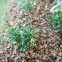 Photo of Eden Landscaping