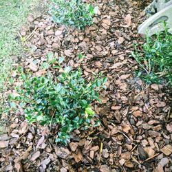 Eden Landscaping - Low growing early blooming sasanqua camellias