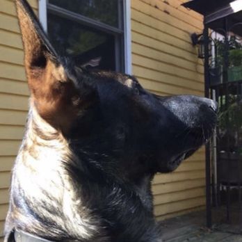 Take A Lead K9 Training and Transporter - Pet Training Near Me Take A Lead K9 Training and Transporter - Pet Training Near Me