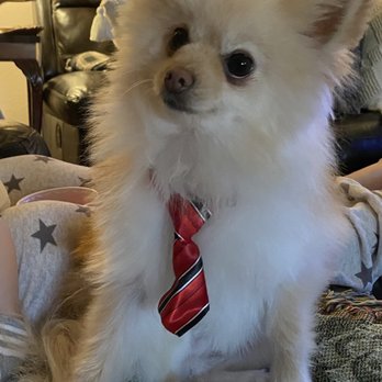 Pet Salon - Pet Groomers Near Me - Mentone, California