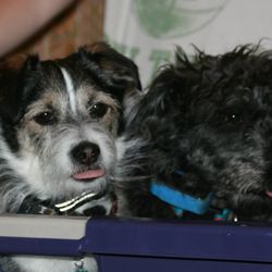 Webster Lake Veterinary Hospital - Jacoby and Kramer at the hospital