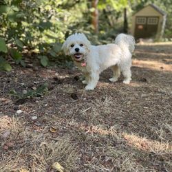 Rosedale Pet Resort